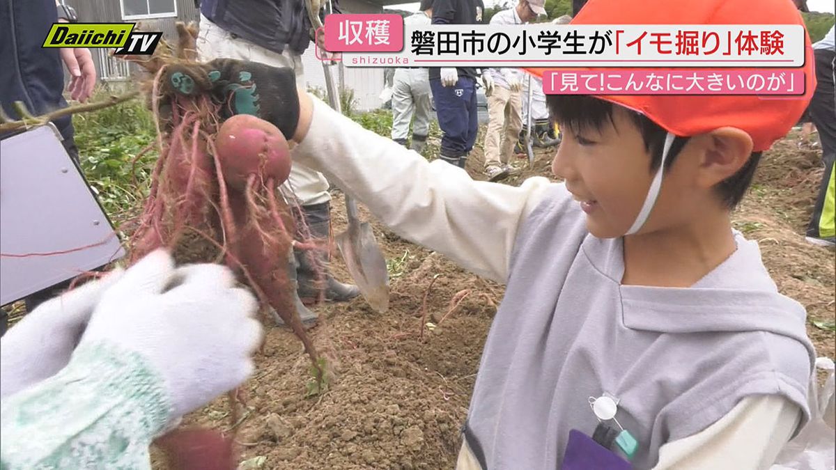 【実りの秋】小学生が自ら植えたサツマイモ「紅はるか」収穫体験…大物掘り当て悪戦苦闘も（静岡･磐田市）