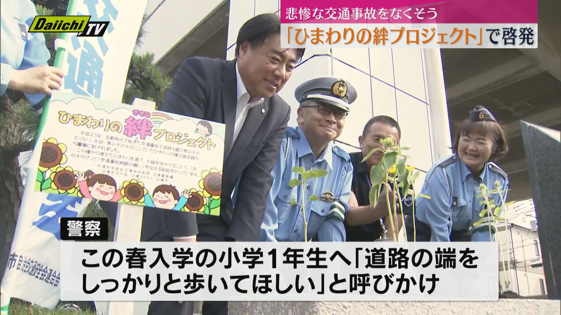 交通安全願い「ひまわりの絆プロジェクト」の一環でひまわりの苗の