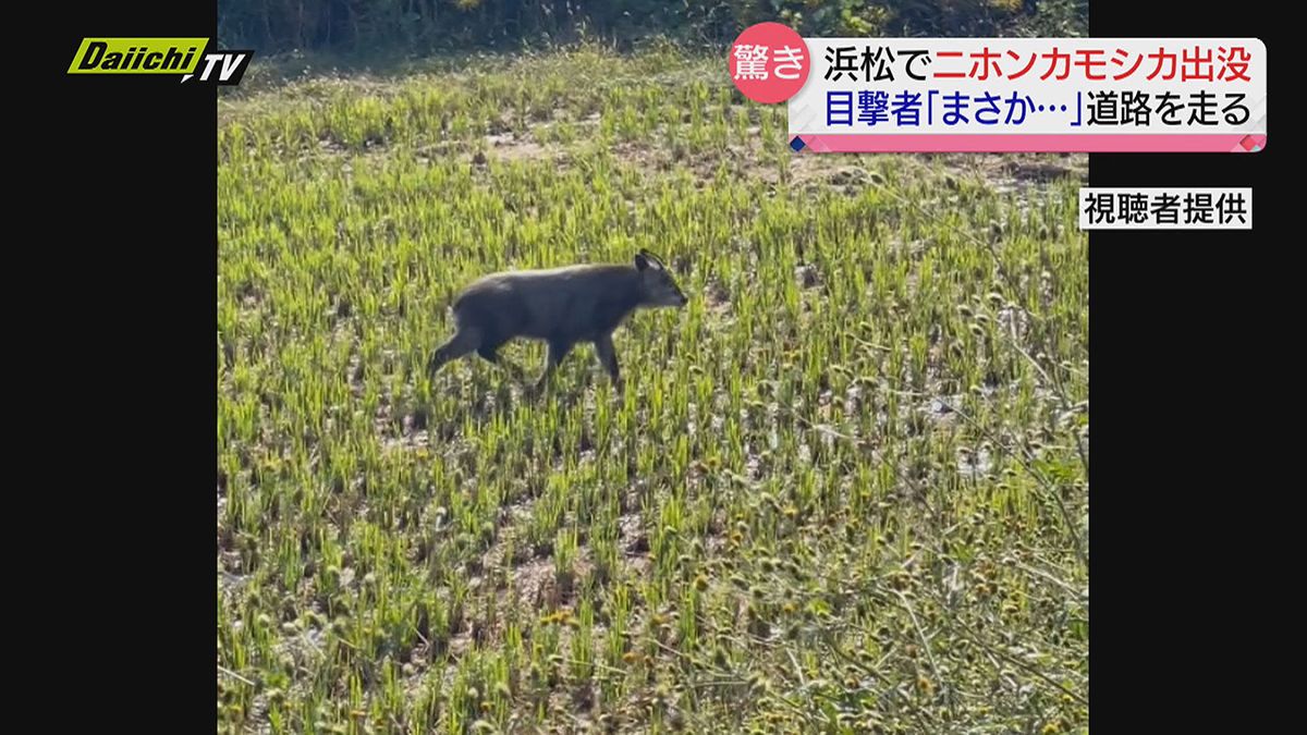 体育授業中の校庭に“突然”ニホンカモシカが…生徒は「パニックだった」　県は遭遇しても刺激せぬよう注意呼びかけ（浜松市西区）