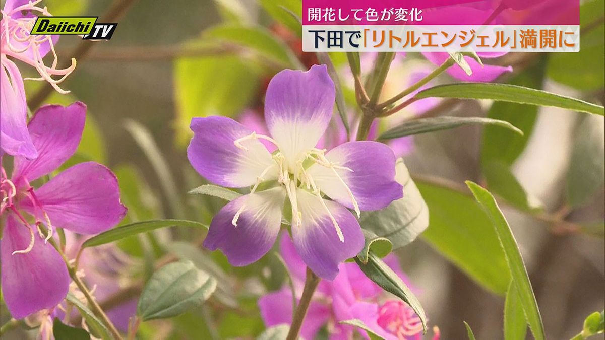 開花して色が変化　リトルエンジェルが満開【静岡・下田市】