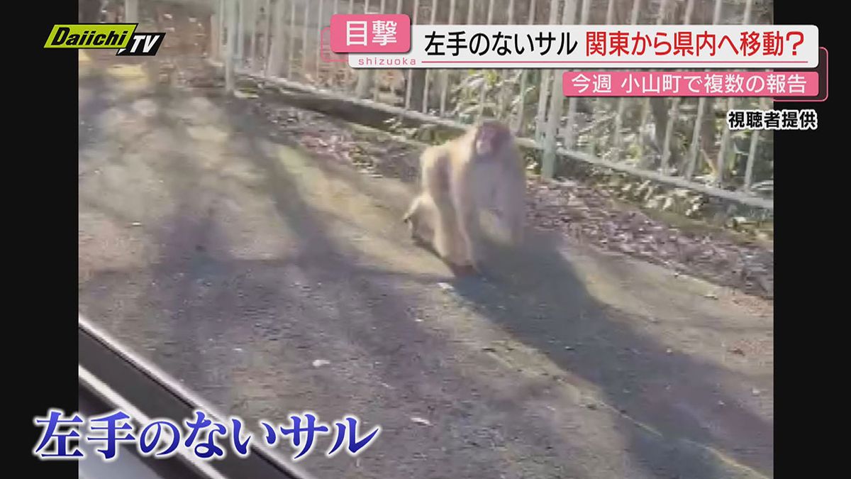 【映像あり】目撃情報相次ぐ“話題のサル”東北～関東～県内まで行脚か!?同一か否か不明も専門家は(静岡)