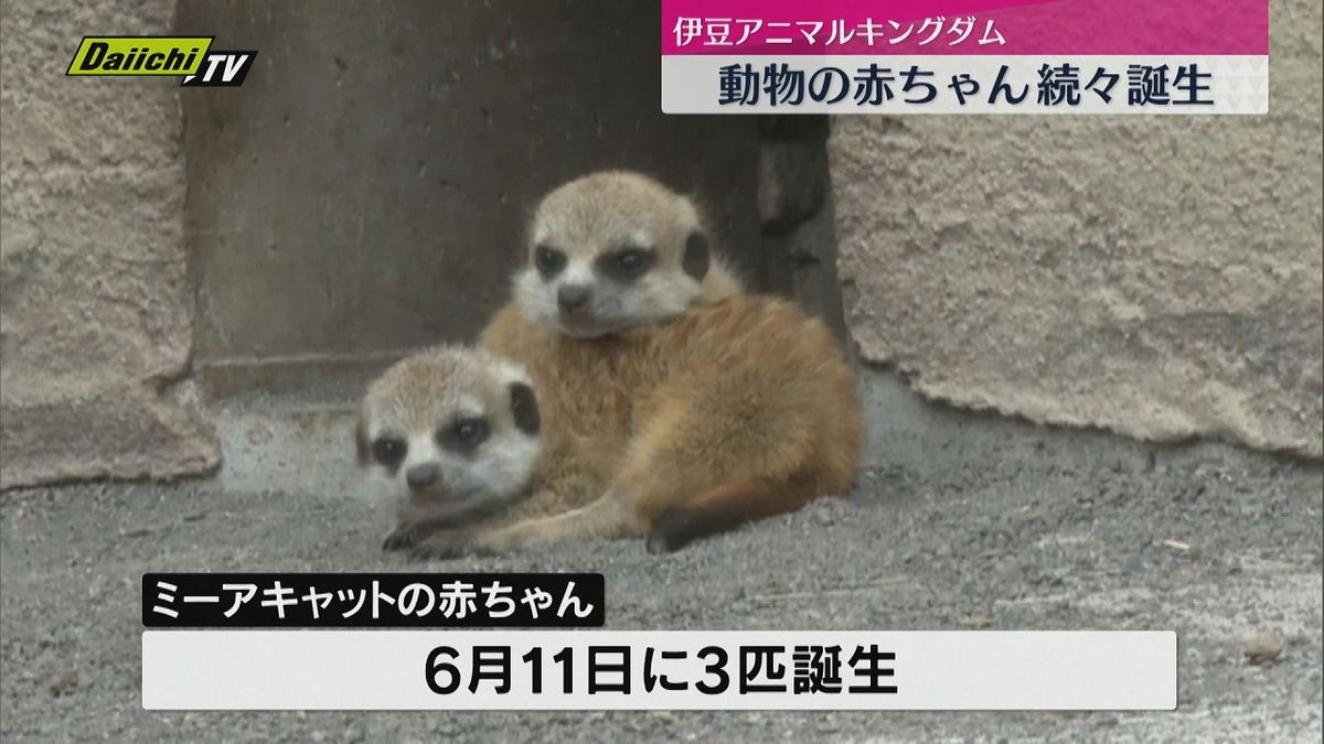 伊豆アニマルキングダムで　動物の赤ちゃんが次々と誕生　来園者を和ませる（静岡・東伊豆町）