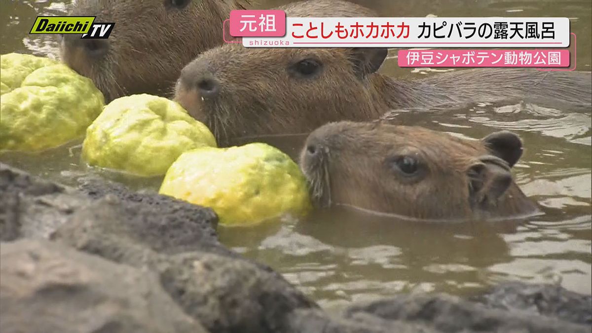 42年続く“伝統行事”　元祖カピバラの露天風呂　さっそくポカポカ気分（伊東市・伊豆シャボテン動物公園）