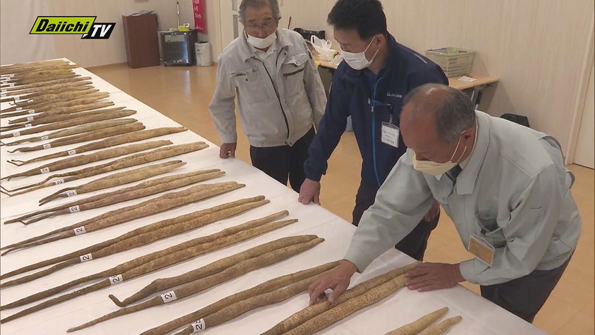 自然薯を特産品として知名度を上げ消費拡大を図ろうと品評会（松崎町）