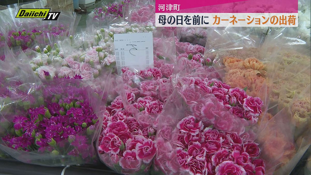 5月の母の日に向けて　県内一のカーネーション産地　河津町で出荷作業大忙し（静岡）