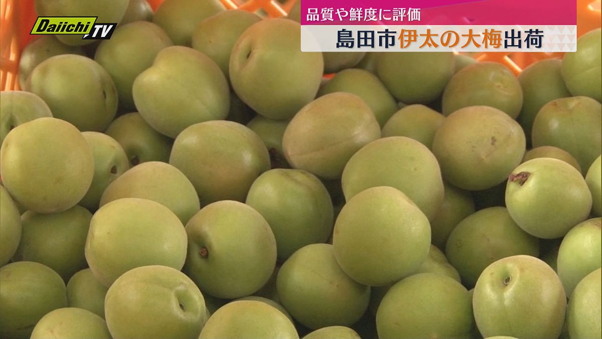 特産「伊太の大梅」出荷（静岡・島田市）