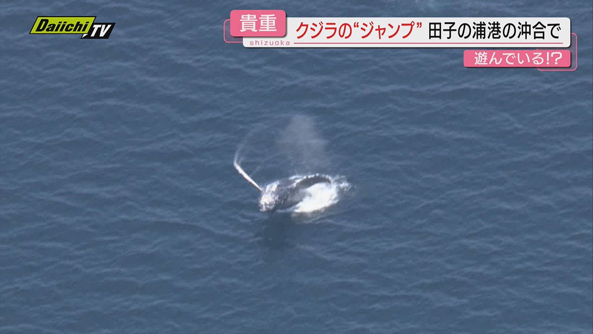 【独自映像】駿河湾でザトウクジラのジャンプ　胸ビレを動かし『バイバイ』!?（静岡・富士市）