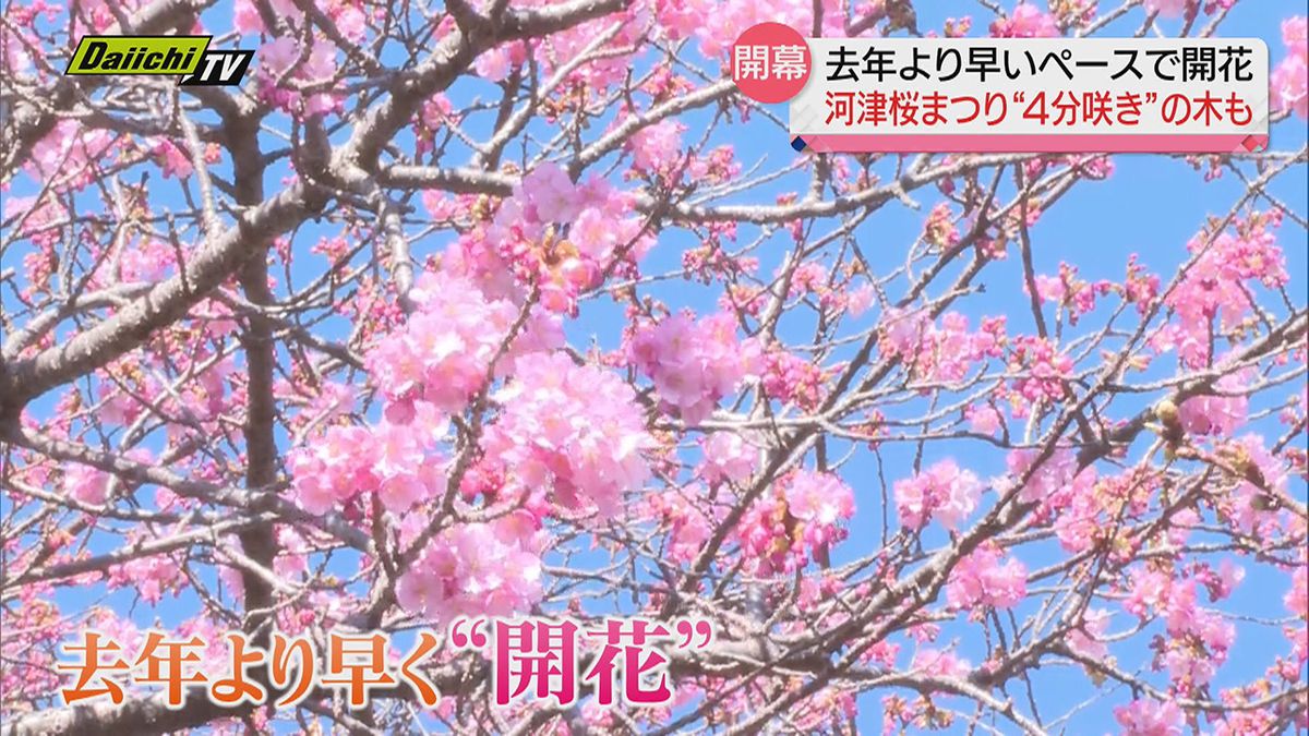 伊豆に春の訪れ告げる「河津桜まつり」開幕！暖冬で開花は前年より早め…すでに４分咲きも（静岡・河津町）