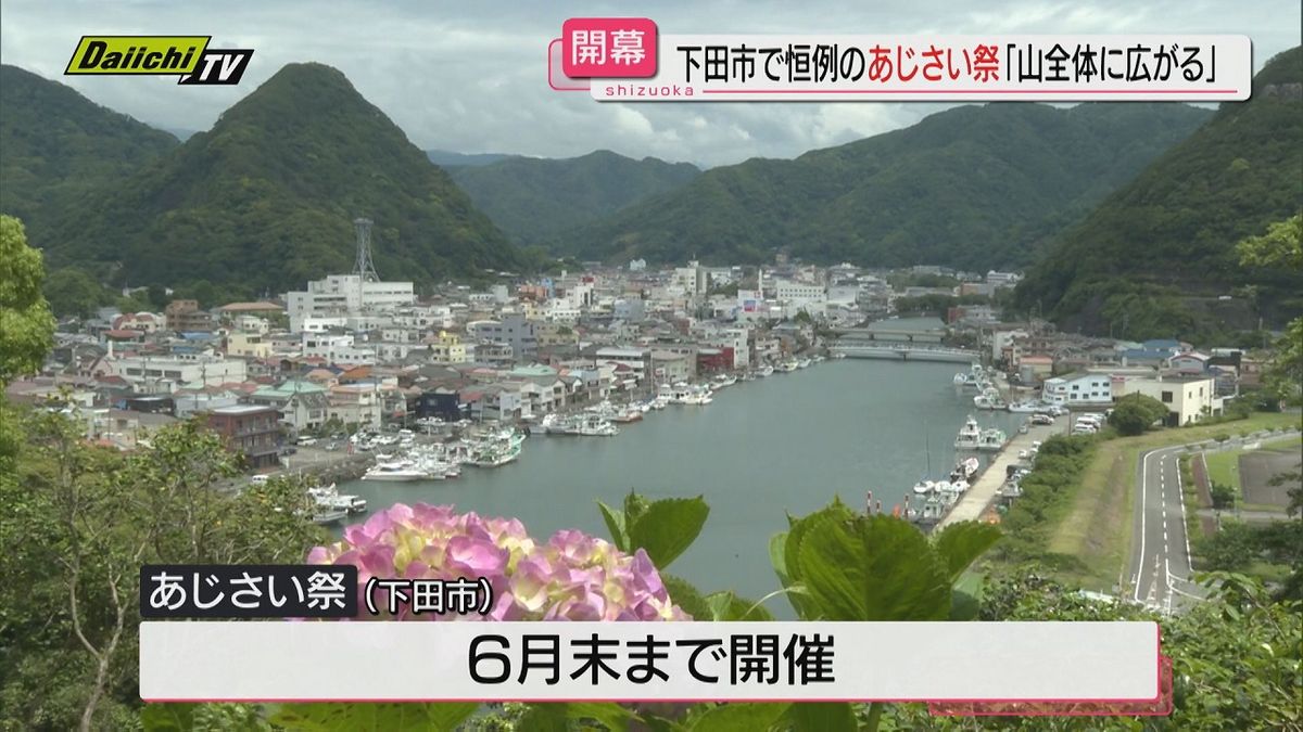 「山全体に広がる！」下田市で恒例のあじさい祭（静岡）