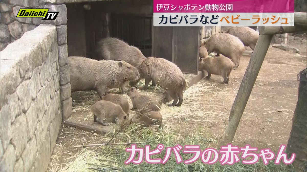 カピバラ家族などベビーラッシュ（静岡・伊東市）