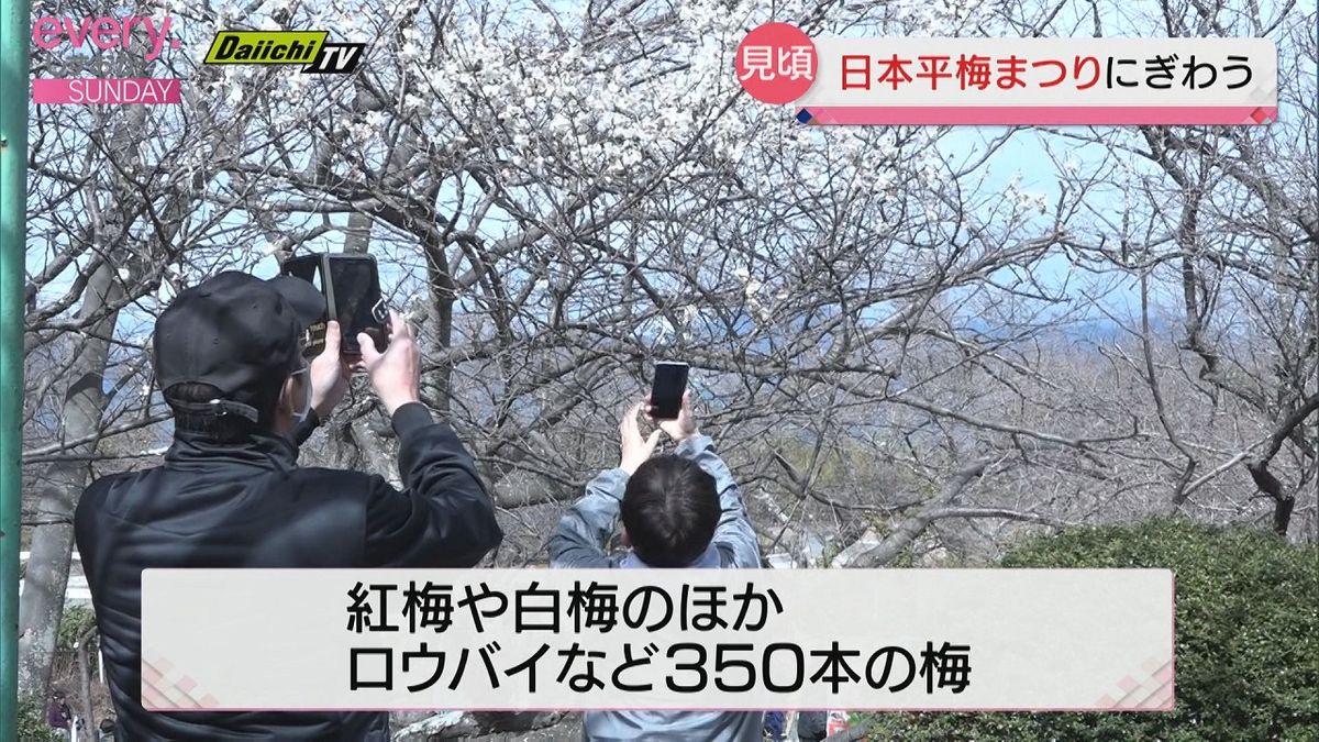 静岡市の景勝地・日本平で梅まつりが開かれ多くの人で賑わう