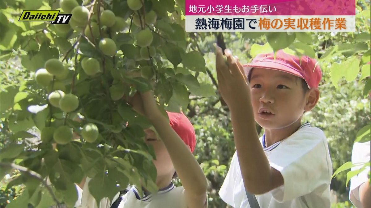 「採れた!」熱海梅園でたわわに実った梅の実を収穫 地元小学生たちも楽しくお手伝い(静岡・熱海市)