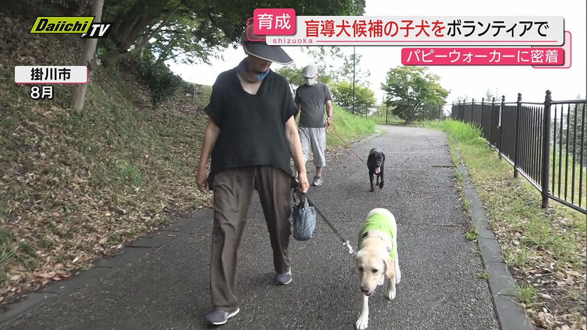 【パピーウォーカー】「盲導犬」“幼少期”の育成ボランティア…その１０か月に及ぶ活動に密着(静岡)