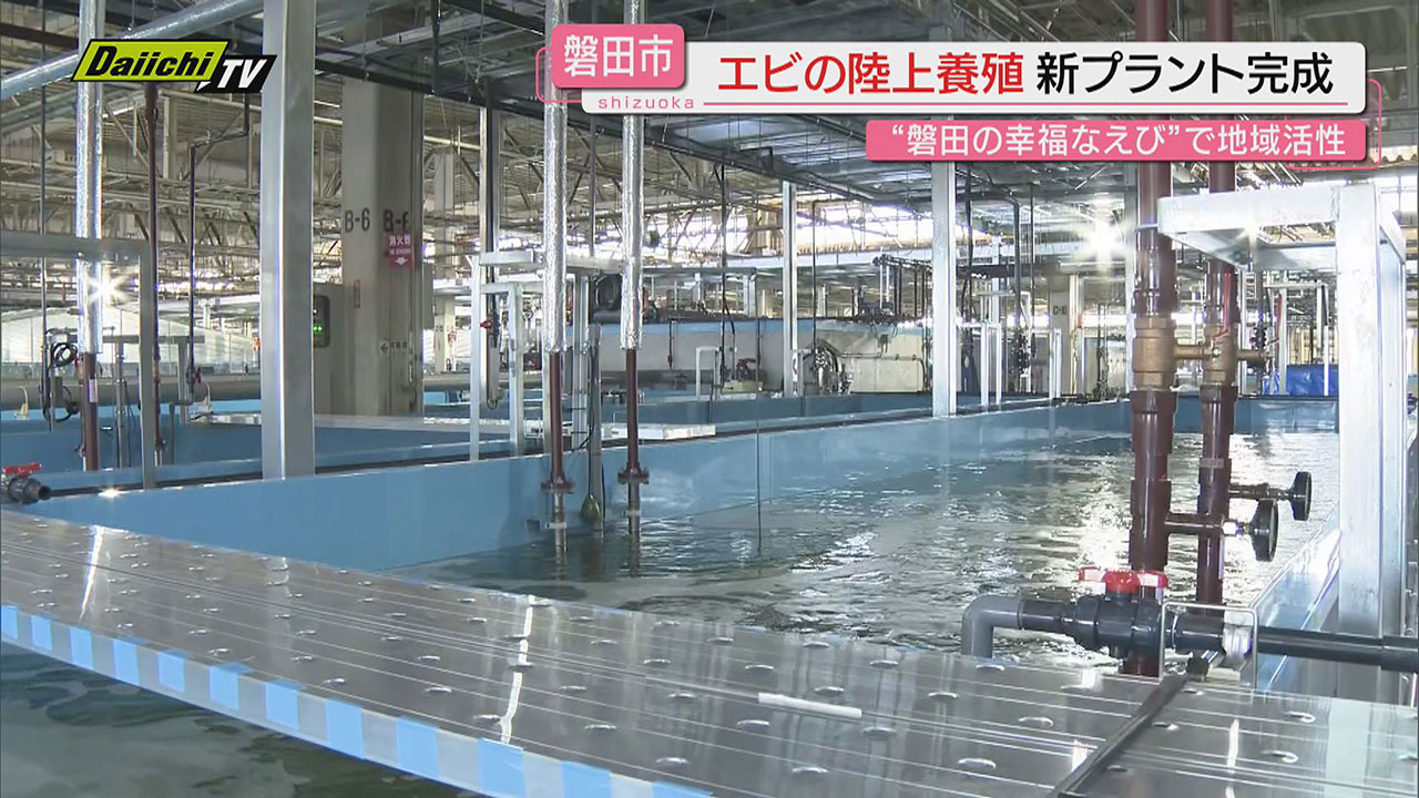 来春初出荷へ】エビの陸上養殖施設が完成し関係者にお披露目…新ブランド育成への取り組みとは(静岡・磐田市)（2024年12月3日掲載）｜Daiichi-TV  NEWS NNN