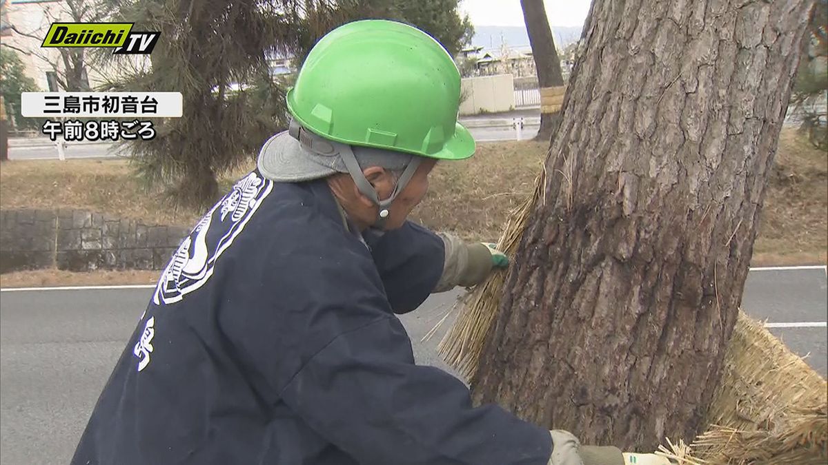 【春呼ぶ風物詩】箱根松並木の「こも外し」作業行われる…松枯れ被害で５月には薬剤散布も（静岡・三島市）