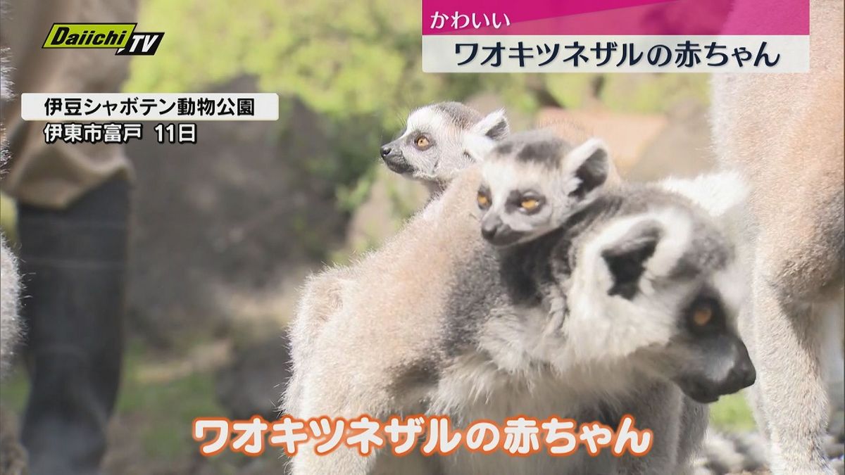 かわいいワオキツネザルの赤ちゃんが人気（静岡・伊東市）