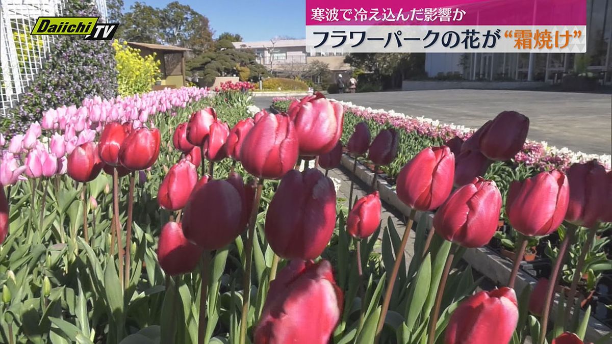 寒波で先週浜松にも雪　はままつフラワーパークの花が“霜焼け”　梅は本格的な開花にスイッチON