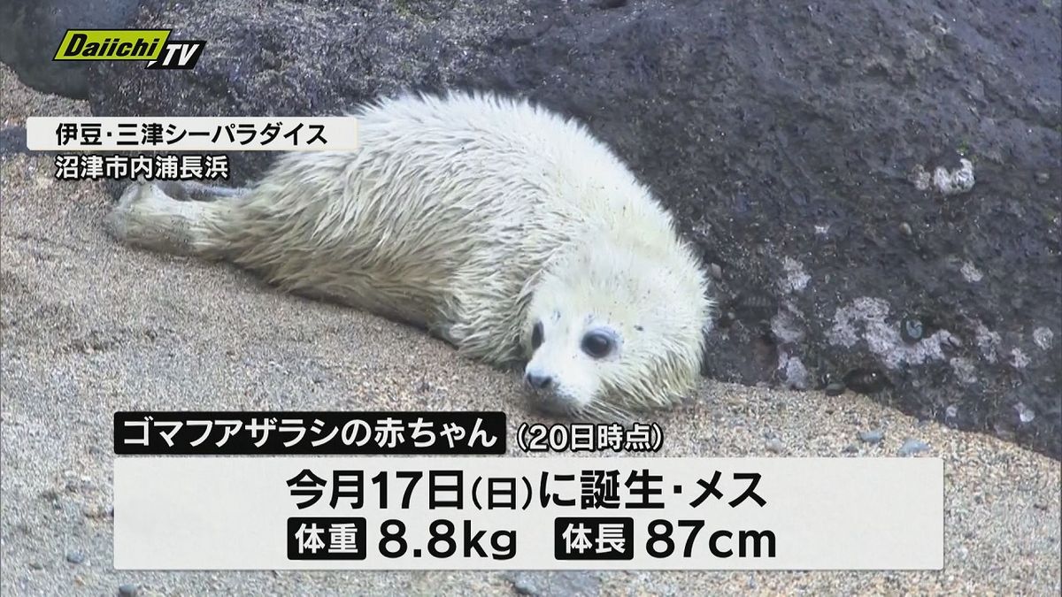 【激カワ⁉ゴマちゃん公開】静岡・沼津市の伊豆・三津シーパラダイスでゴマフアザラシの赤ちゃん誕生！