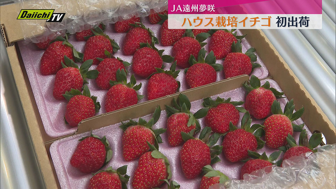 掛川市でハウス栽培のイチゴ 初出荷 シーズン中500万パックの出荷