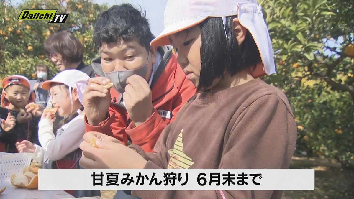 伊東市の観光みかん園で「甘夏みかん狩り」がオープン