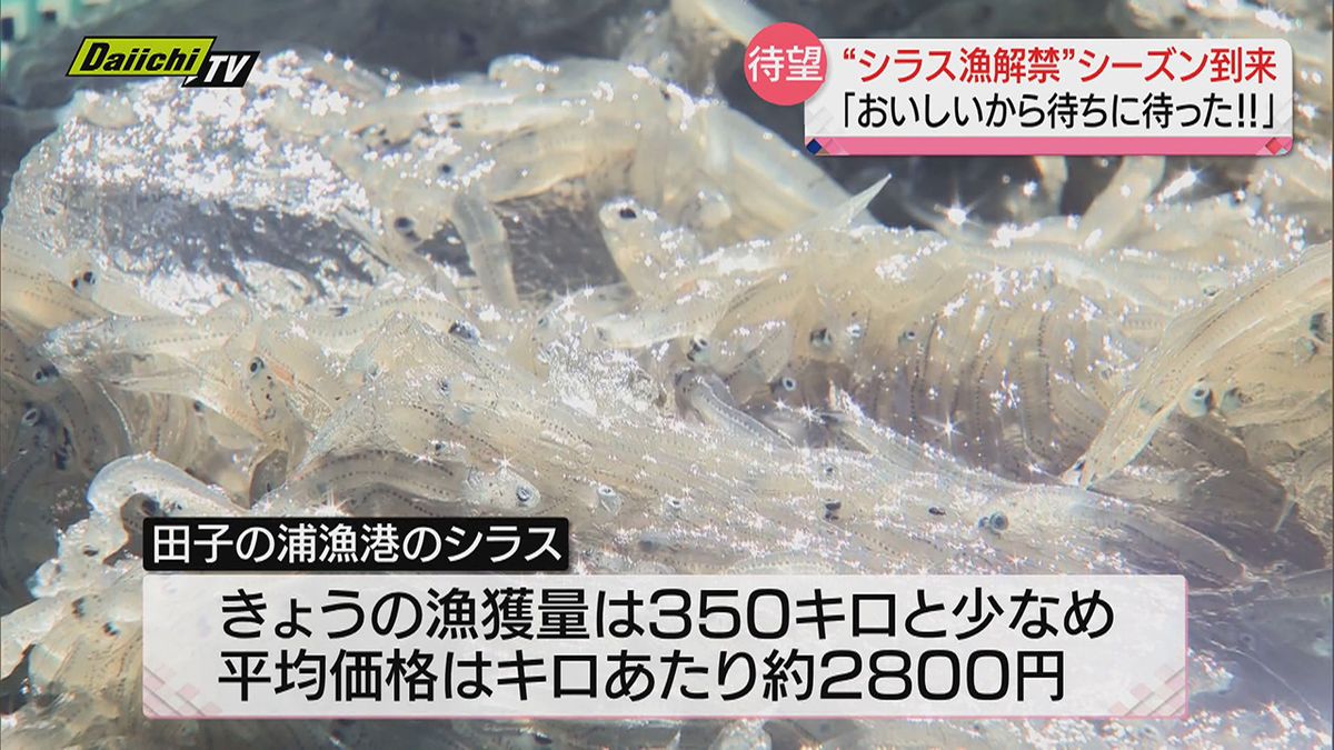 【駿河湾特産】解禁初日に続きシラス漁船出漁し田子の浦漁港で競りに…直売所で早速品定めも（静岡県）