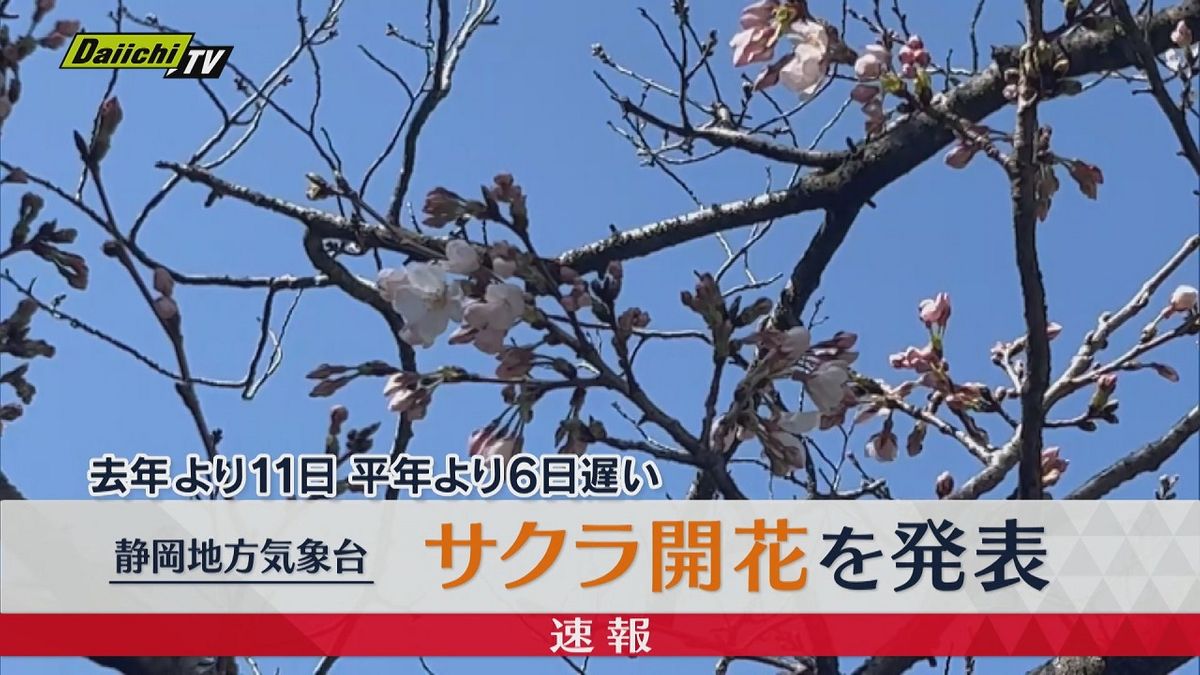 【速報】サクラ開花を発表　静岡地方気象台