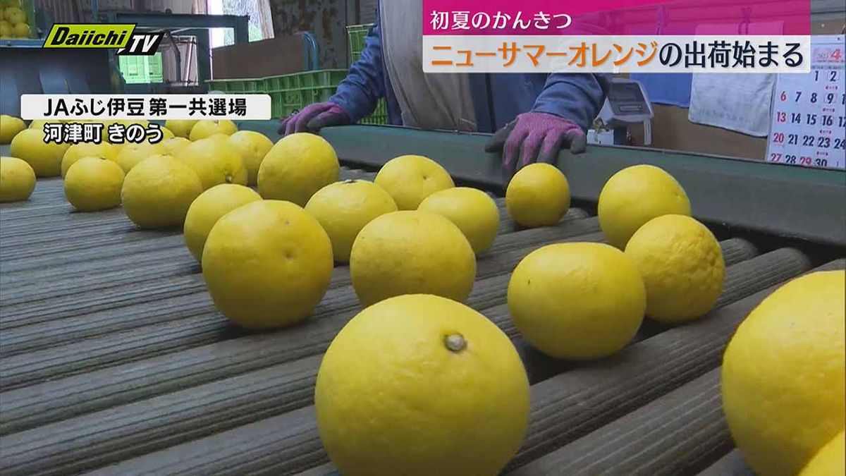 初夏の伊豆の味覚「ニューサマーオレンジ」初出荷　5月末までに80トン出荷見込む（静岡・河津町）