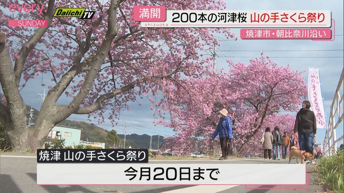 焼津市朝比奈川沿い　２キロにわたる河津桜が満開　「山の手さくら祭り」3月20日まで開催（静岡）