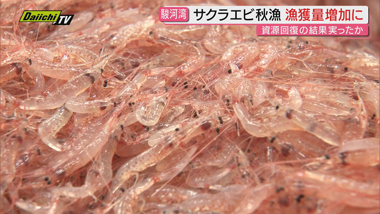 駿河湾特産のサクラエビ 2025年秋漁の漁獲高は 漁を全面中止した2018年