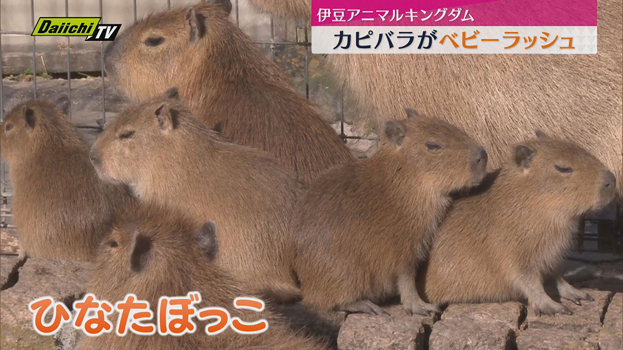 伊豆アニマルキングダムで「カピバラ」がベビーラッシュ（静岡・東伊豆