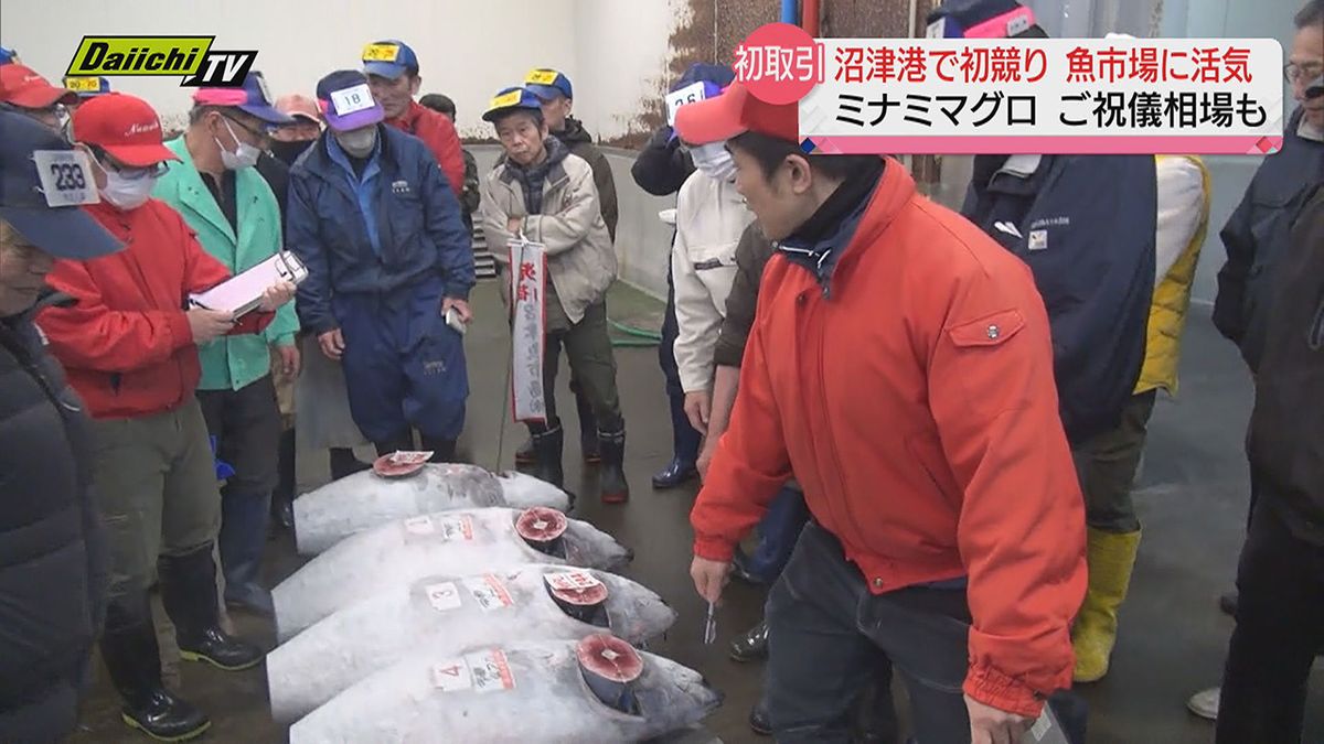 沼津港で初競り！ミナミマグロも “ご祝儀相場”…魚市場が活気にあふれる（静岡県）