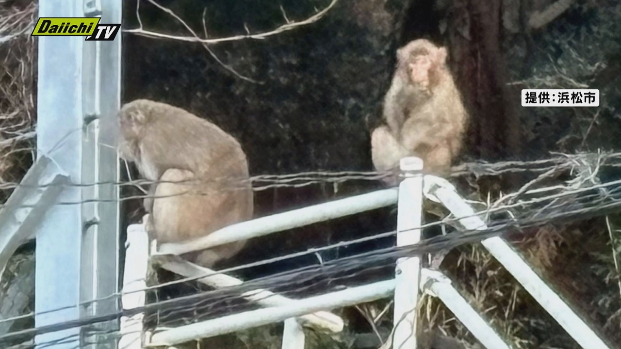 浜松市天竜区で11人けがのサル被害…子ザルが麻酔銃で捕獲されるも親