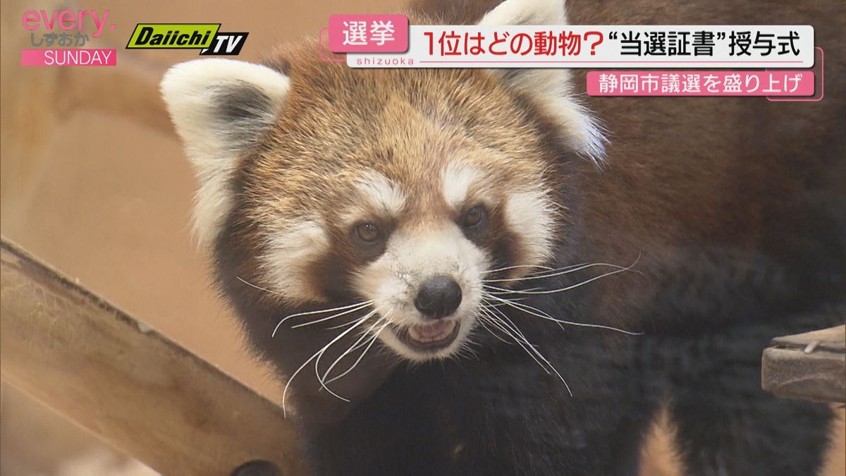 静岡市議選を盛り上げ　日本平動物園の「動物総選挙」　“当選者”に当選証書（静岡市）