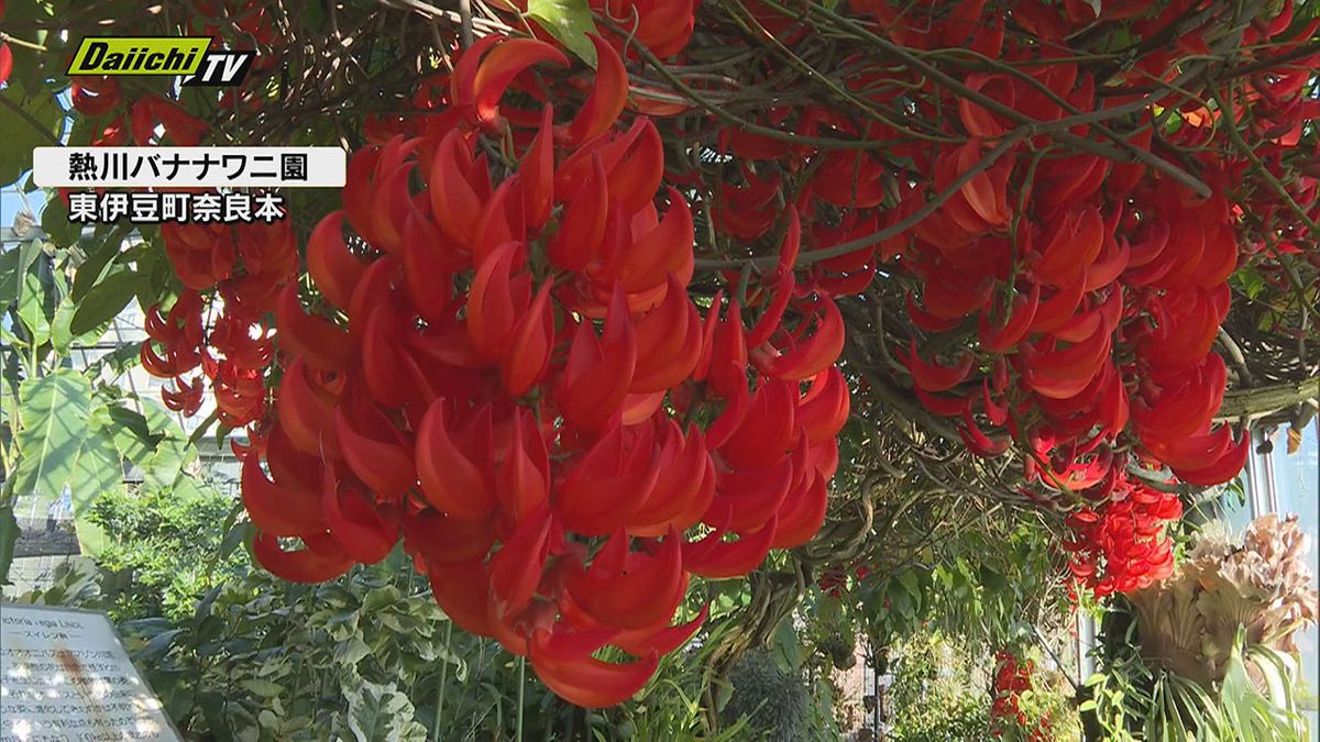 濃いオレンジ色の花が印象的な「オウムカズラ」が見ごろ(東伊豆町 熱川バナナワニ園）