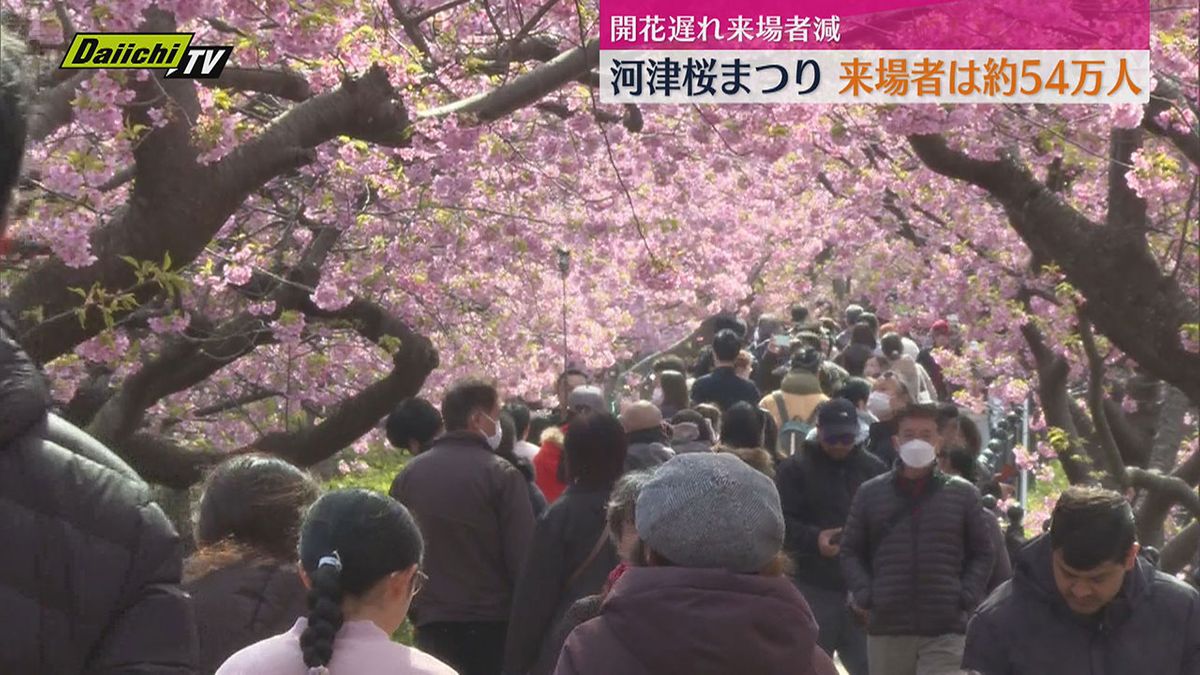 「河津桜まつり」入場者数、去年に比べ約8万人減の約54万人に（静岡・河津町）