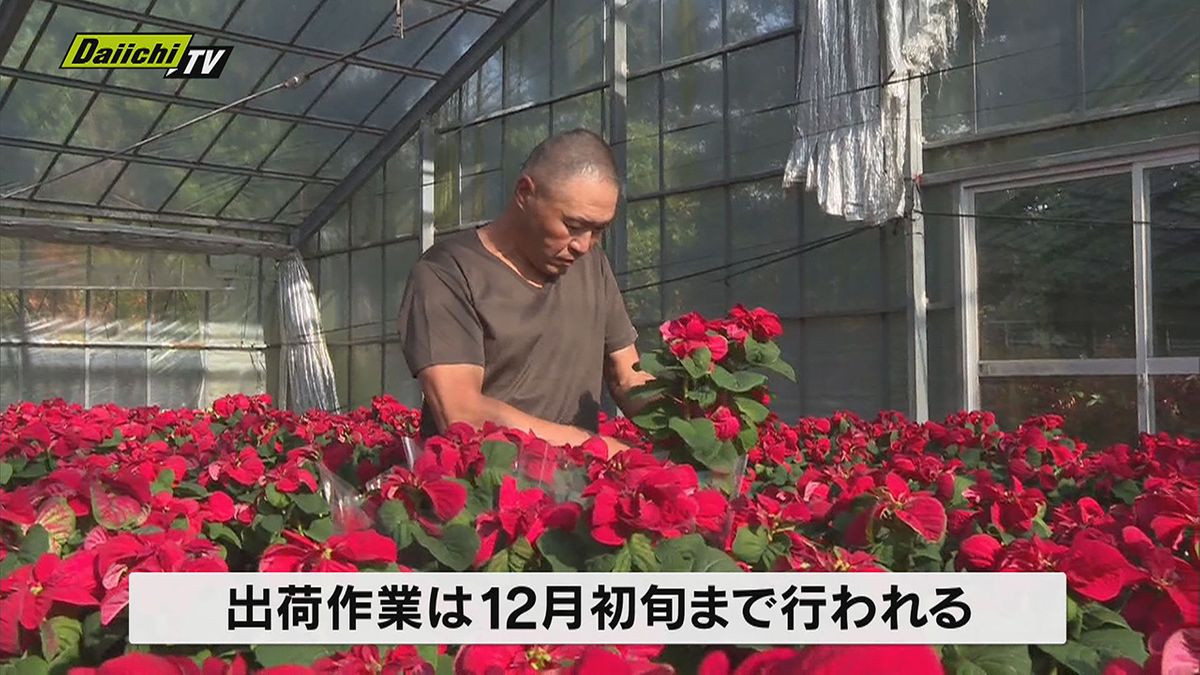 クリスマスを前に、ポインセチアの出荷作業が始まる（静岡・河津町）