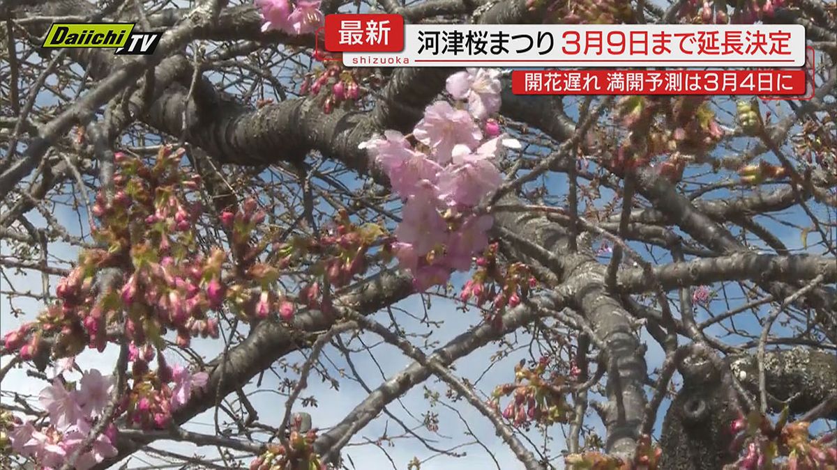 【記録的遅れ】伊豆早春の一大イベント｢河津桜まつり｣開花遅れで…３月９日まで９日間延長決定（静岡･河津町）