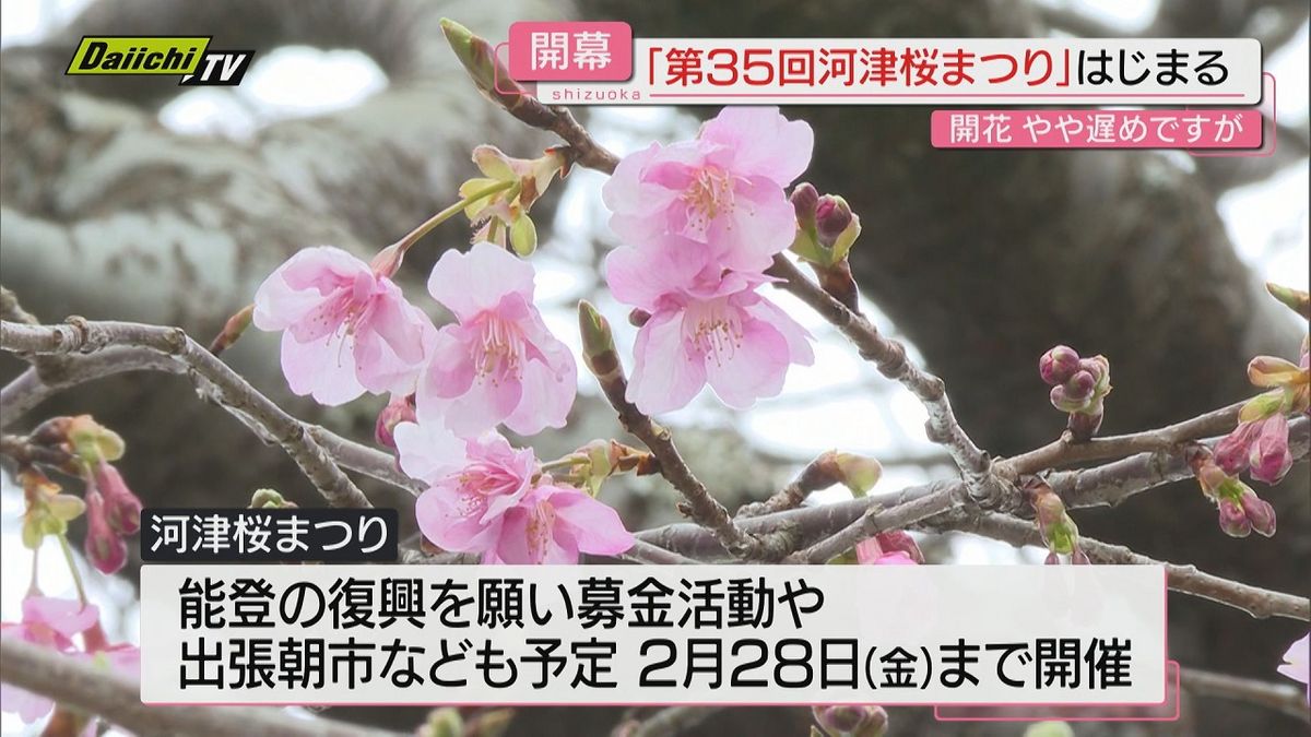 2025年は能登復興祈願も　河津桜まつり開幕　満開まではまだ少し先か【静岡】