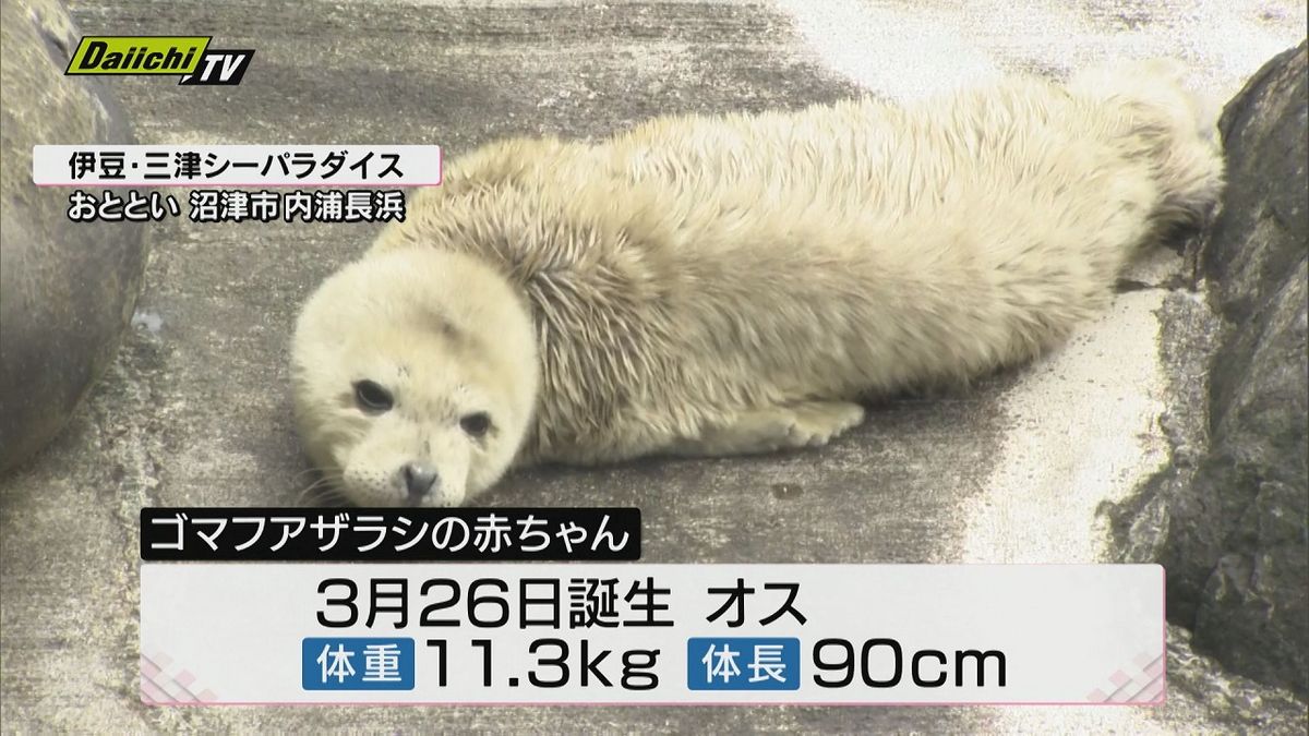 「ちょっと気が強いのかな」ゴマフアザラシの赤ちゃん誕生（静岡・沼津市）