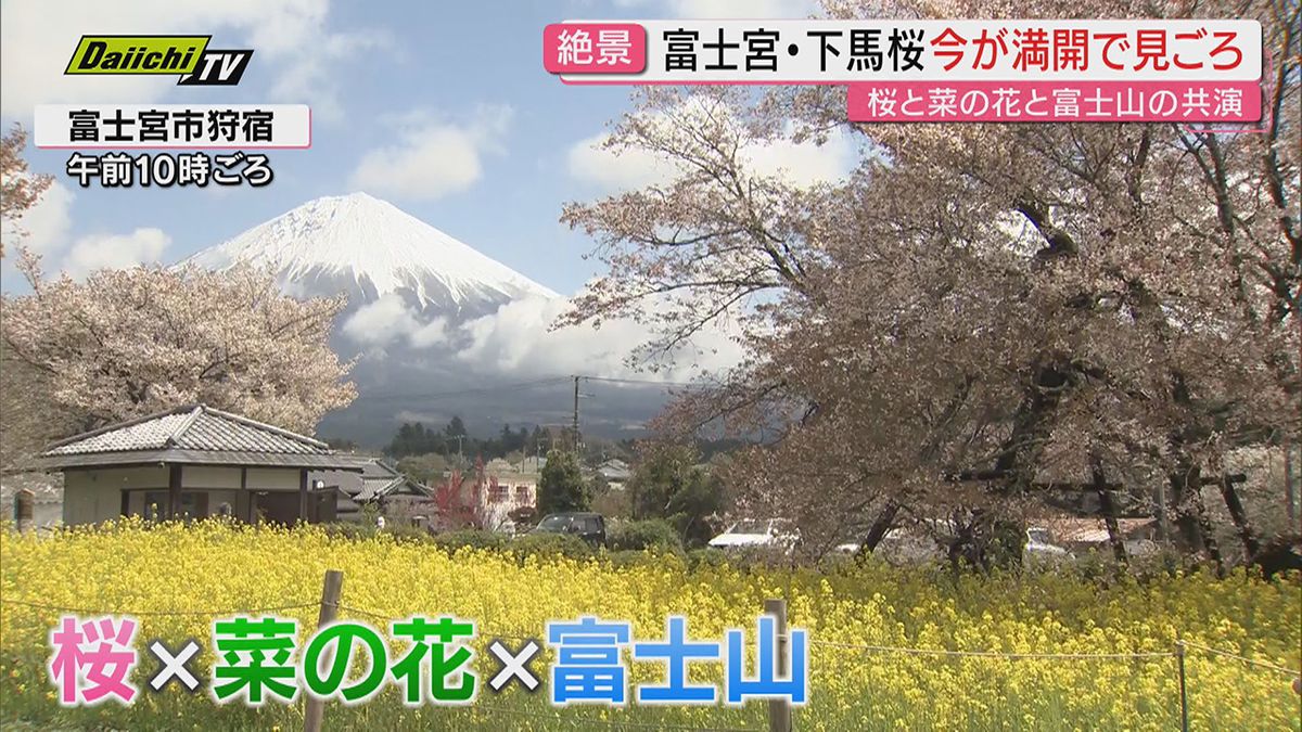 週末花散らしの雨　見納めのところも　まだ間に合うサクラ満開ポイントも紹介（静岡）