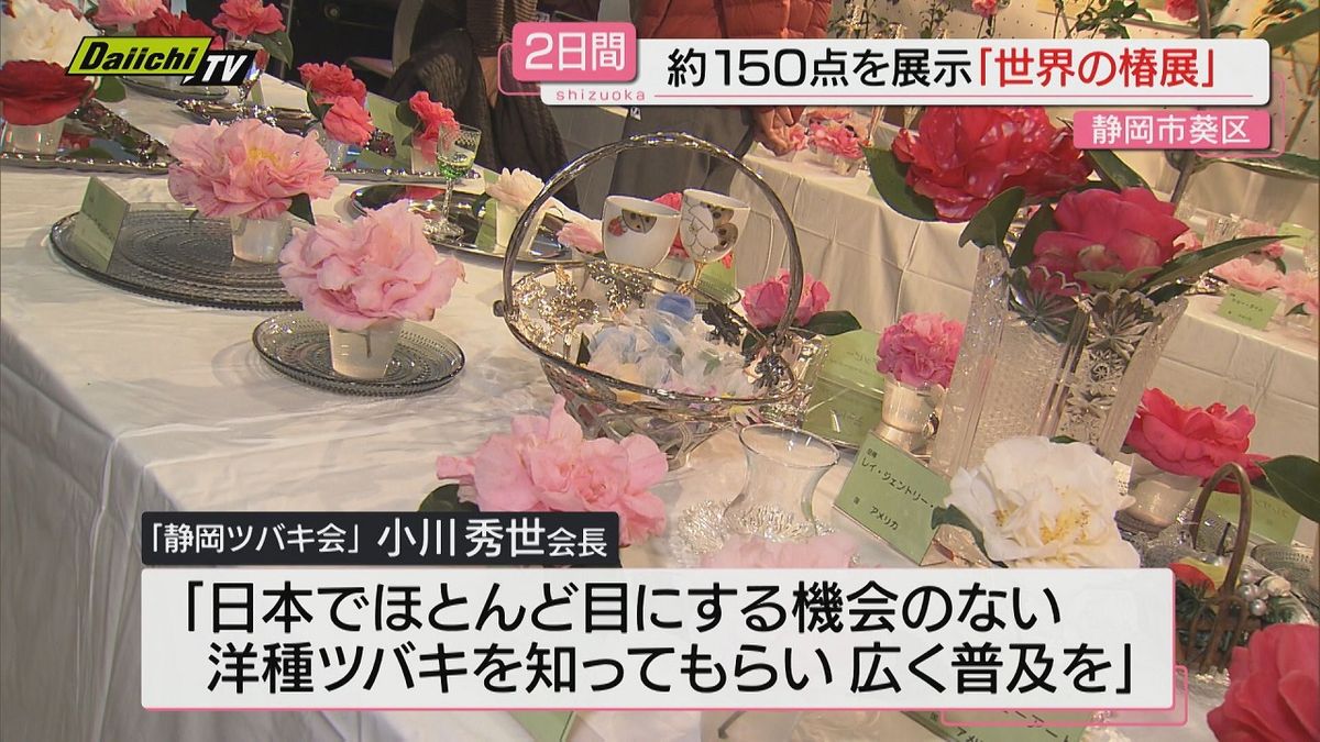 【世界の椿展】各国で品種改良されたツバキの花を観賞できる展示会開催（静岡市･アイセル21）