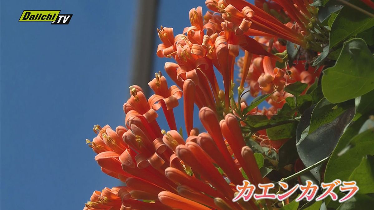熱川バナナワニ園で早春を告げるカエンカズラが見頃（静岡・東伊豆町）