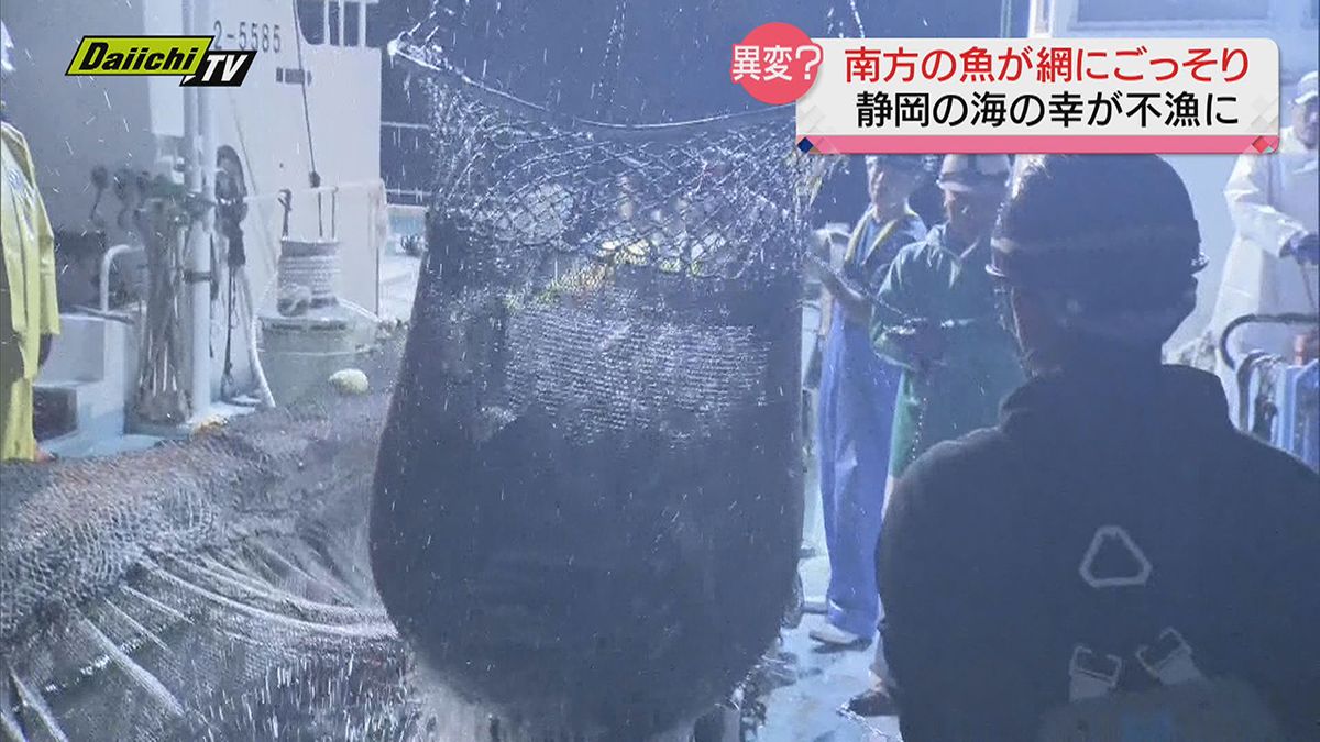【異変】南方の魚がごっそり網に！？一方で静岡の魚は記録的不漁…いま海で起きている現象その原因とは