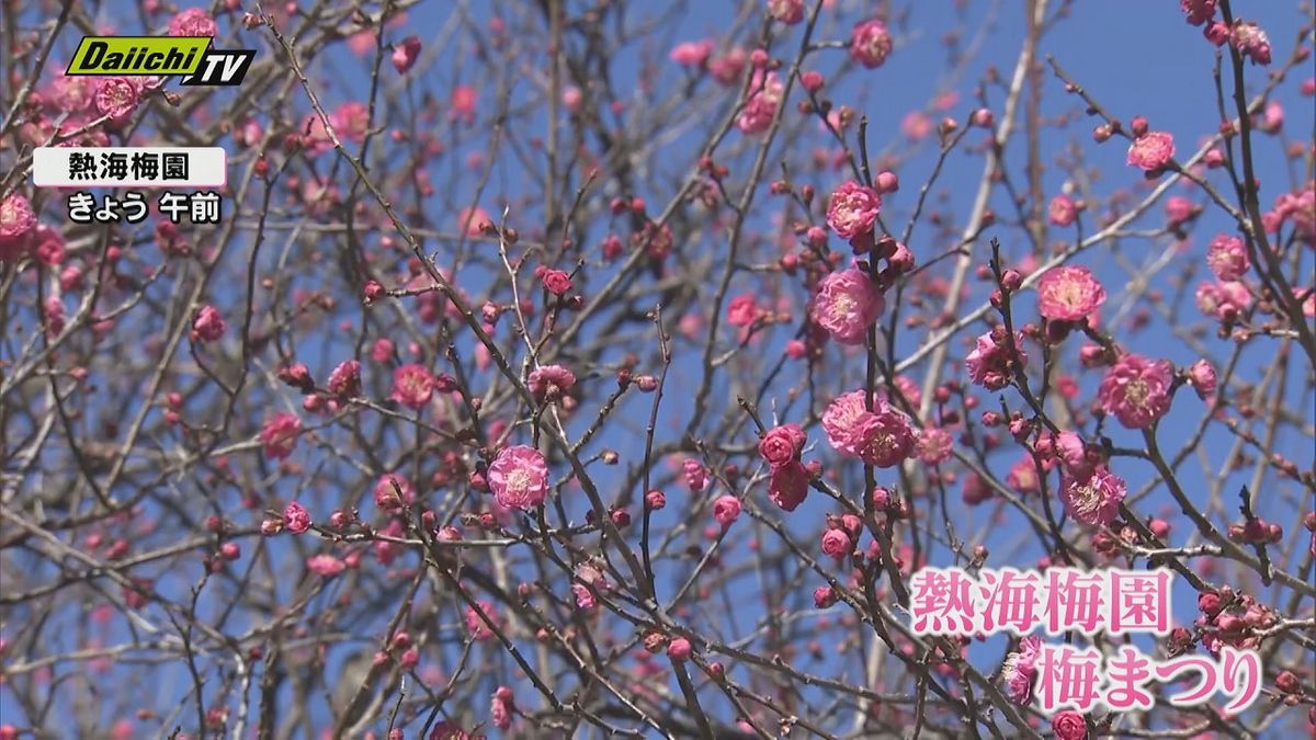 早咲きの梅で知られる熱海市の熱海梅園で「梅まつり」開幕