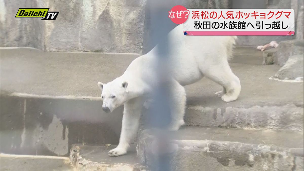 【なぜ】浜松市動物園の人気ホッキョクグマが秋田の水族館に引っ越しへ…その訳とは？