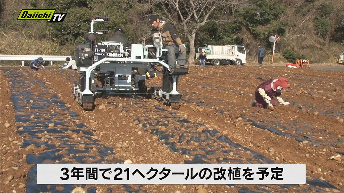 牧之原市特産のお茶の畑の若返りを図ろうと26日、お茶の改植作業が行われる