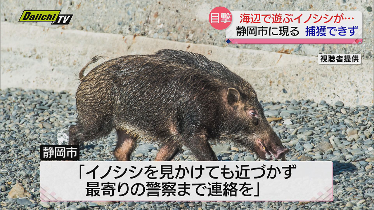 県内でクマやイノシシの目撃情報相次ぐ…警察や自治体が警戒し注意 ...