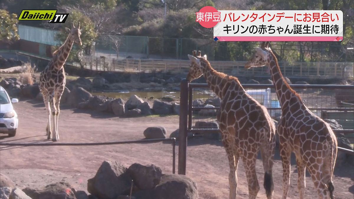 【バレンタインデー】動物園の“高身長カップル”がお見合い…その結果は？（静岡・東伊豆町）