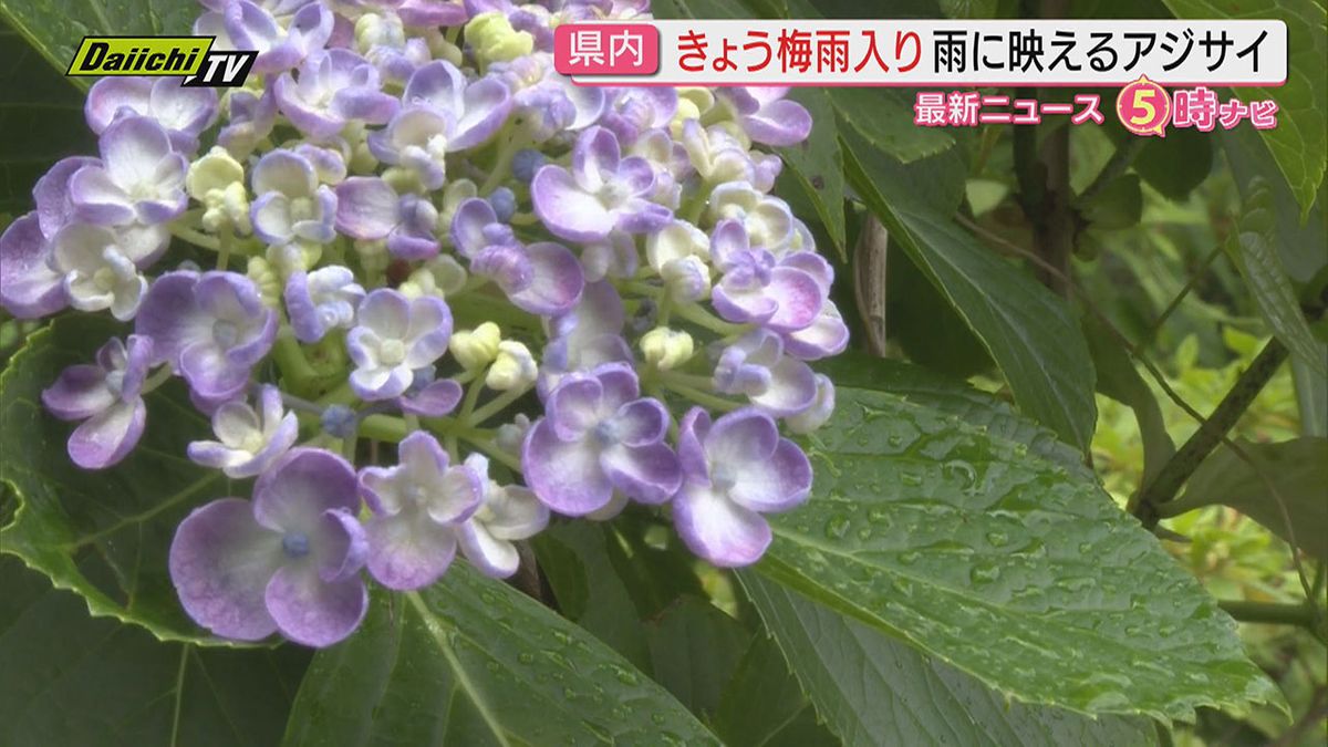 静岡県を含む東海地方が梅雨入り　平年より3日遅く、去年より12日早い　下田ではアジサイの花が彩り際立たせる（静岡）