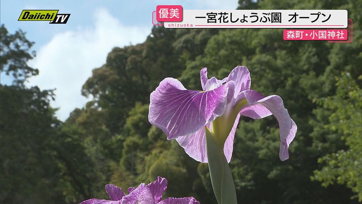 【小国神社】「一宮花しょうぶ園」開園…８０品種 約８万本のハナショウブが次々と開花（静岡・森町）